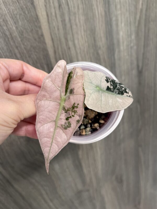 Polly Pink Albo Mint